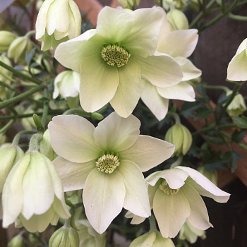 Клематис крупноцветковый Аваланч