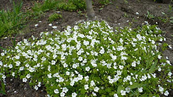 Вероника ползучая Саншайн