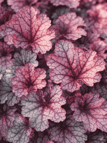 Гейхера Sugar Frosting