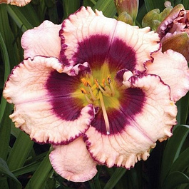 Лилейник гибридный Кристал Пино НАБОР 2ШТ (1+1)