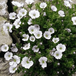 Гипсофила ясколковидная Plena