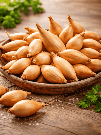 Лук-севок Бамбергер