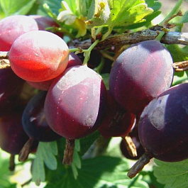 Крыжовник  Финик