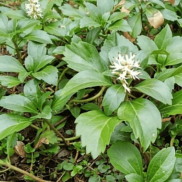 Пахизандра верхушечная Baby Kiss