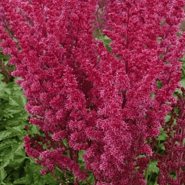 Астильба гибридная You and Me Forever