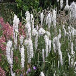 Кровохлебка тонколистная Alba