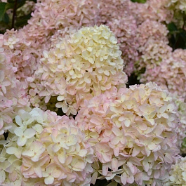 Гортензия метельчатая Вайт Лайт (Патио) Гортензия метельчатая Вайт Лайт (Патио)