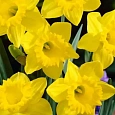 Нарцисс Golden Harvest