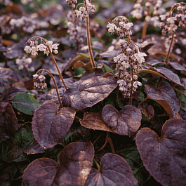 Горянка перистая Black Sea