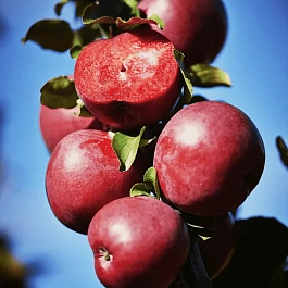 Яблоня Одиссо