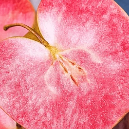 Яблоня Цирцея