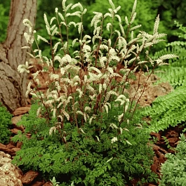 Волжанка петрушколистная Horatio