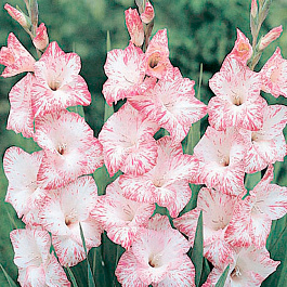 Гладиолус крупноцветковый Май Лав