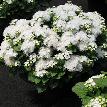 Агератум Алоха Вайт