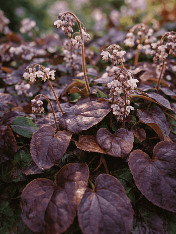 Горянка перистая Black Sea