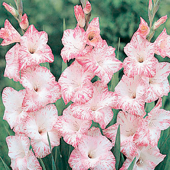 Гладиолус крупноцветковый Май Лав