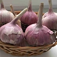 Чеснок Озимый Любаша