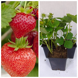 Земляника садовая Диамант НАБОР 3ШТ
