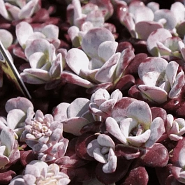 Очиток лопатчатолистный Purpureum