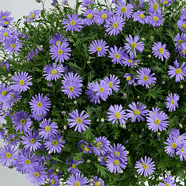 Брахикома многораздельная Brasco Violet (кашпо)