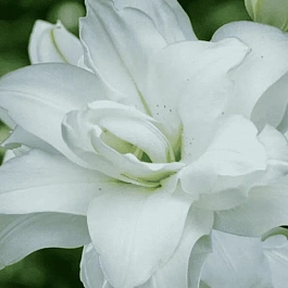 Лилия Pura Puro