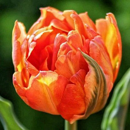 Тюльпан махровый ранний Монте Ориндж