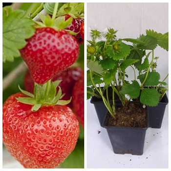Земляника садовая Диамант НАБОР 3ШТ