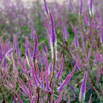 Вероникаструм виргинский Темптейшн