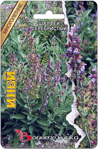 Шалфей серебристый Иней
