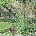 Молиния тростниковая Fontane