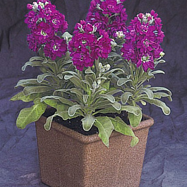 Маттиола Синдерелла Парпл