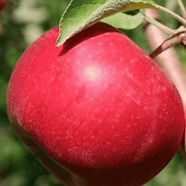 Яблоня Вишневое