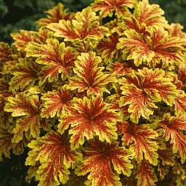 Гейхерелла Golden Zebra