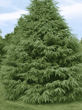 Кедр гималайский