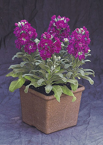 Маттиола Синдерелла Парпл