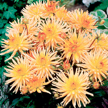 Георгина Кактусовая Гарден Принцесс