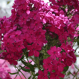 Флокс метельчатый Граф Вишня