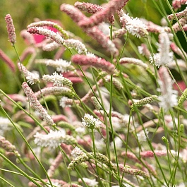Кровохлебка Strawberry Frost