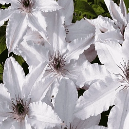 Клематис Snow Queen