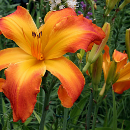 Лилейник гибридный Каррик Уилдон НАБОР 2ШТ (1+1)