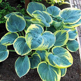 Хоста гибридная Шуга Дэдди