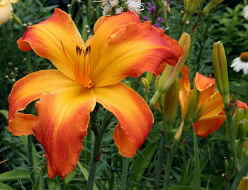 Лилейник гибридный Каррик Уилдон НАБОР 2ШТ (1+1)