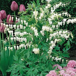 Дицентра великолепная Альба Дицентра великолепная Альба