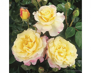 Роза Рошменье Вилаж  Штамб