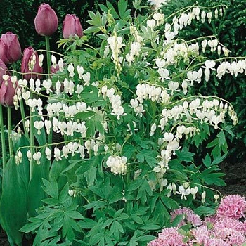 Дицентра великолепная Альба