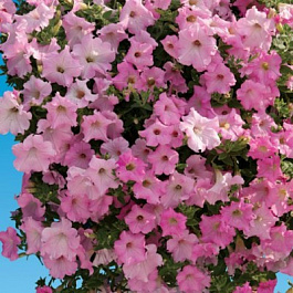 Петуния ампельная F1 Даймонд Перли Шейдз