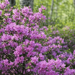 Рододендрон Ледебура (Багульник)