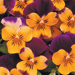 Виола рогатая Sorbet XP Orange Jump Up