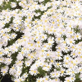 Астра кустарниковая Schneekissen