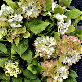 Клематис крупноцветковый Мидори